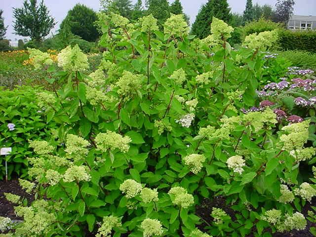Plantenfiche-Hydrangea-paniculata-Grandiflora-