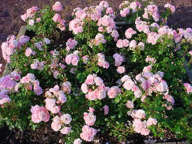 Plantenfiche-Rosa-Meidomonac-Bonica-82-