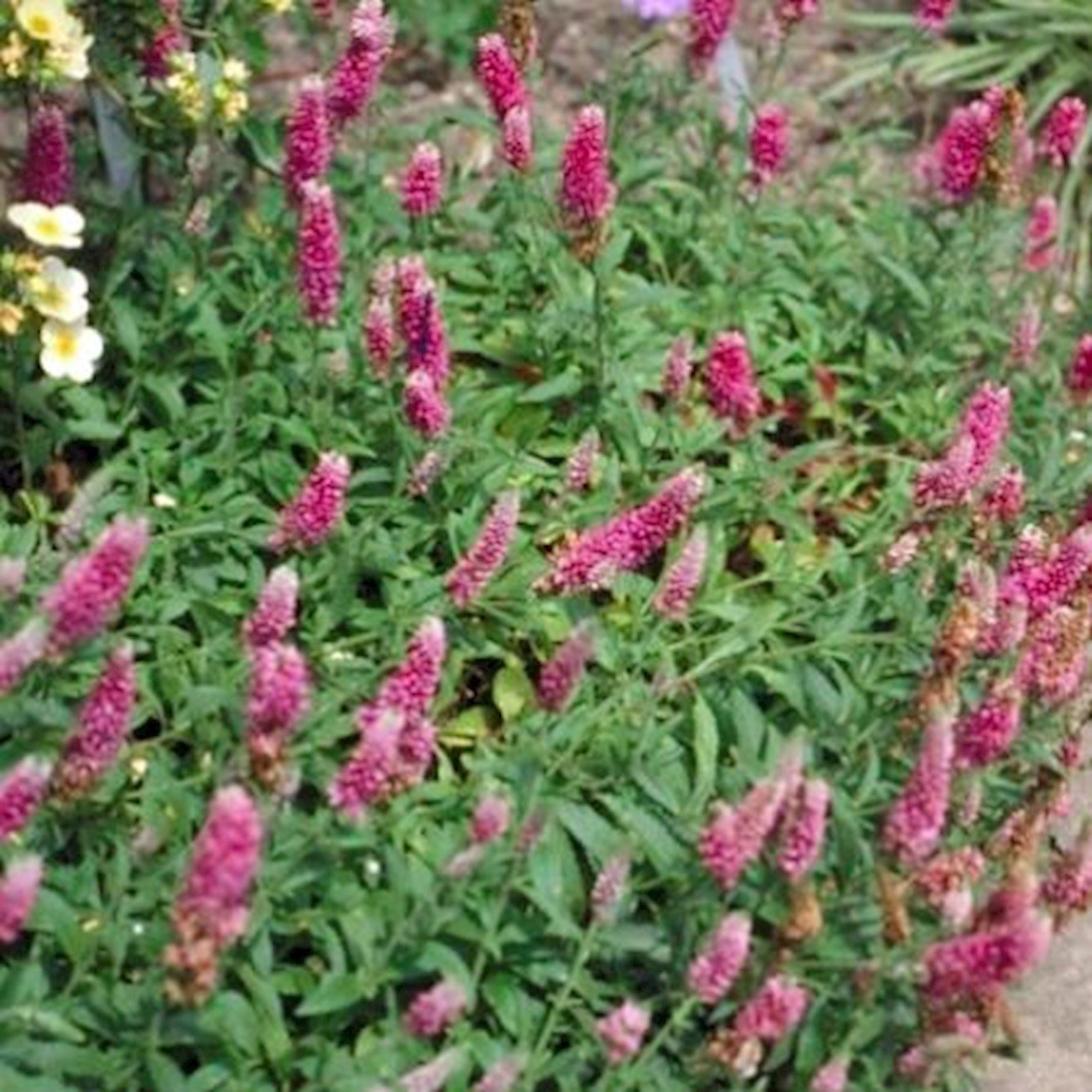 Plantenfiche-Veronica-spicata-Heidekind-