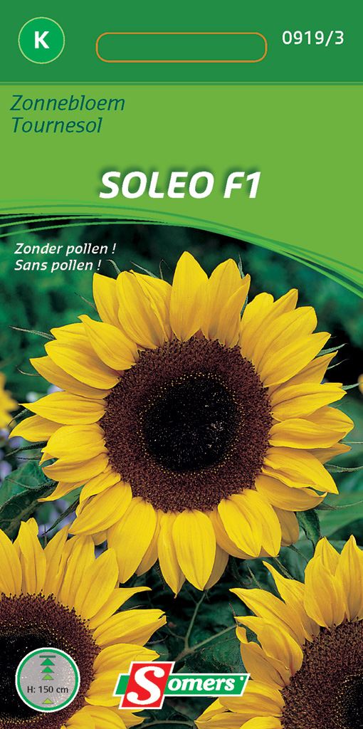 zonnebloem-soleo-f1-zonder-pollen-