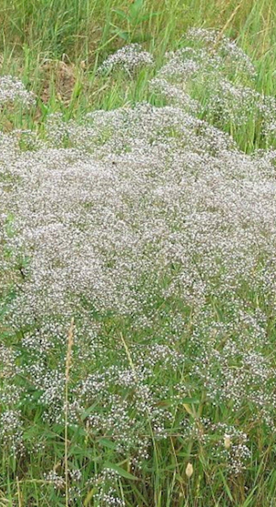 Plantenfiche-Gypsophila-paniculata-Schneeflocke-