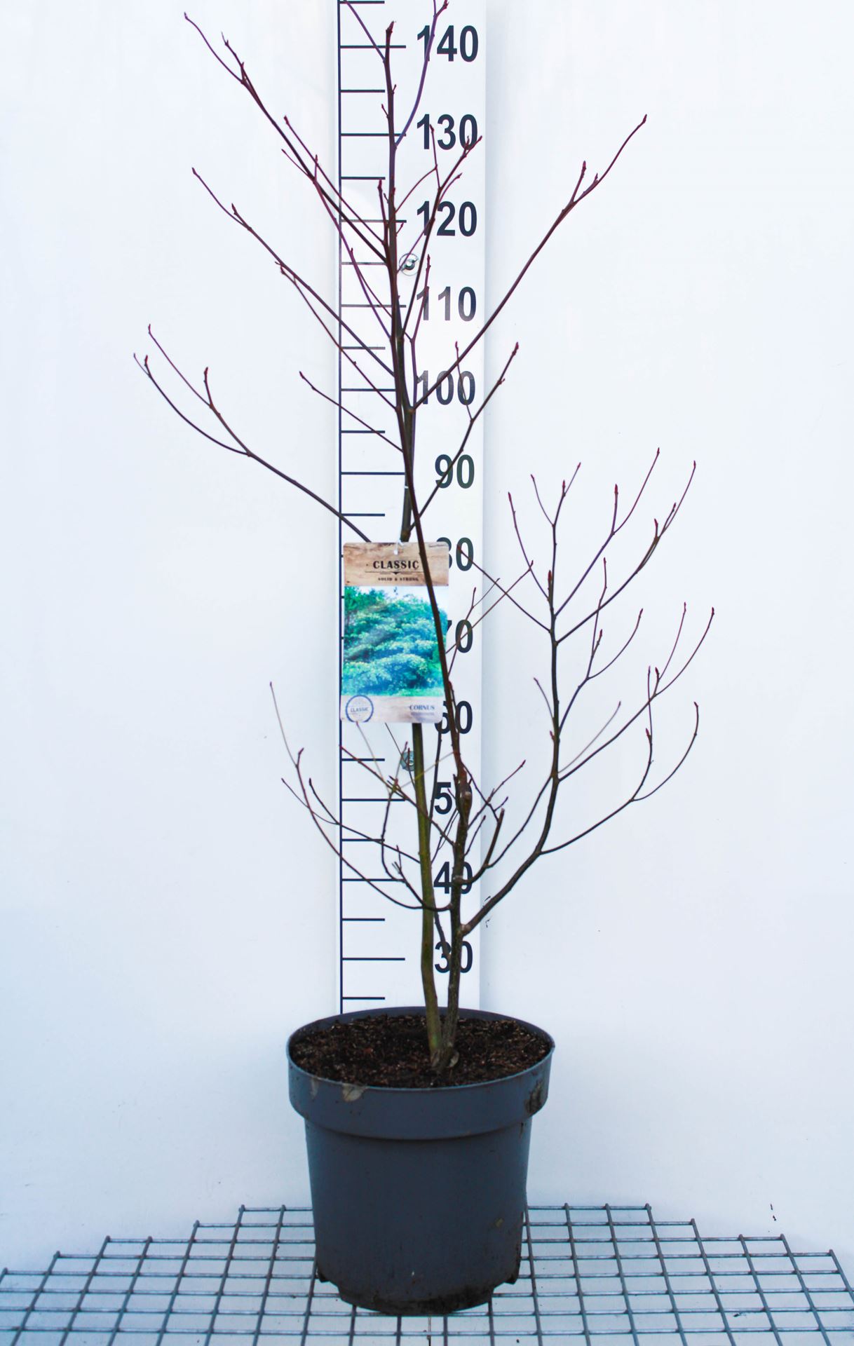 Cornus controversa - pot 12L - 125-150 cm