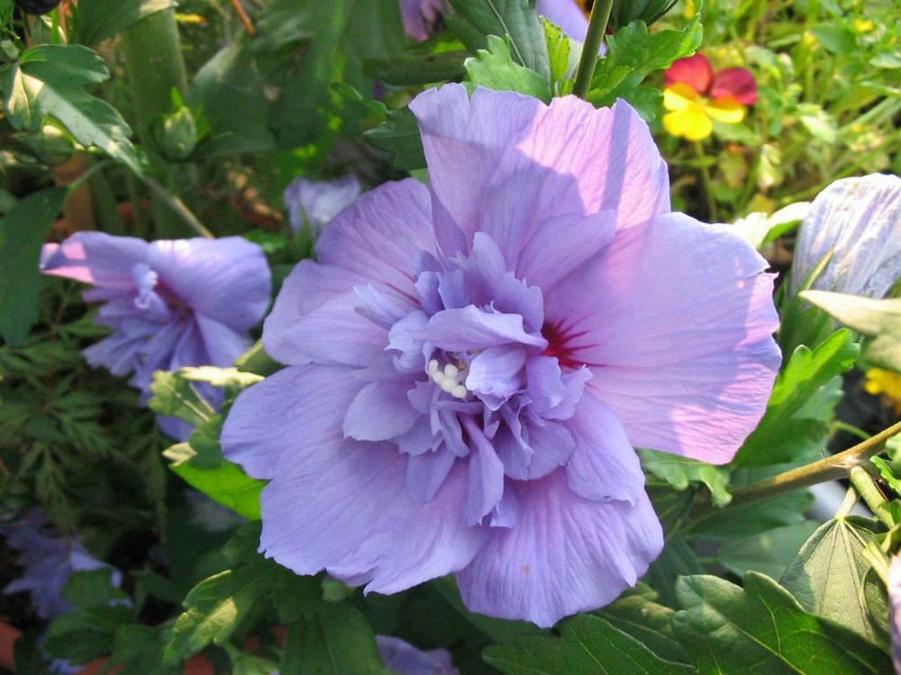 Plantenfiche-Hibiscus-syriacus-Notwood3-Blue-Chiffon-