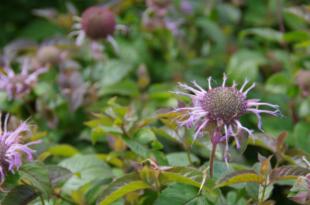 Plantenfiche-Monarda-bradburiana