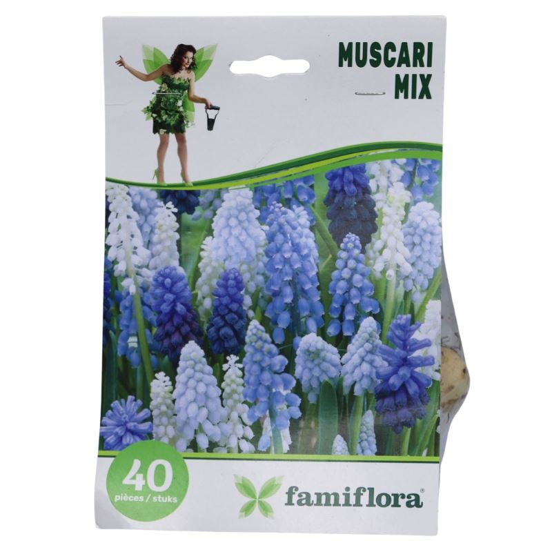 Muscari-mix-per-40-6-7