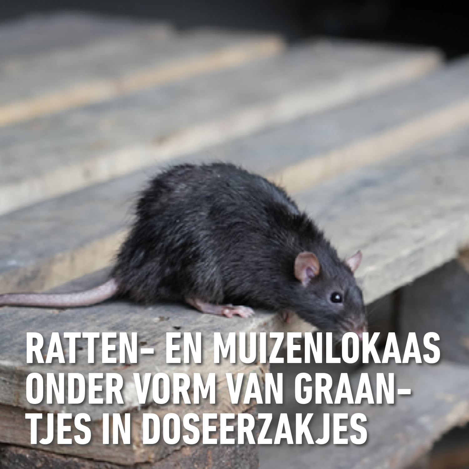 Barriere-radikal-toxa-graantjes-ratten-muizen-150gr-6x25gr-