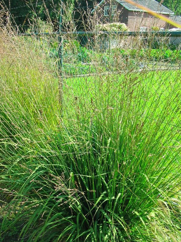 Plantenfiche-Molinia-arundinacea-Karl-Foerster-