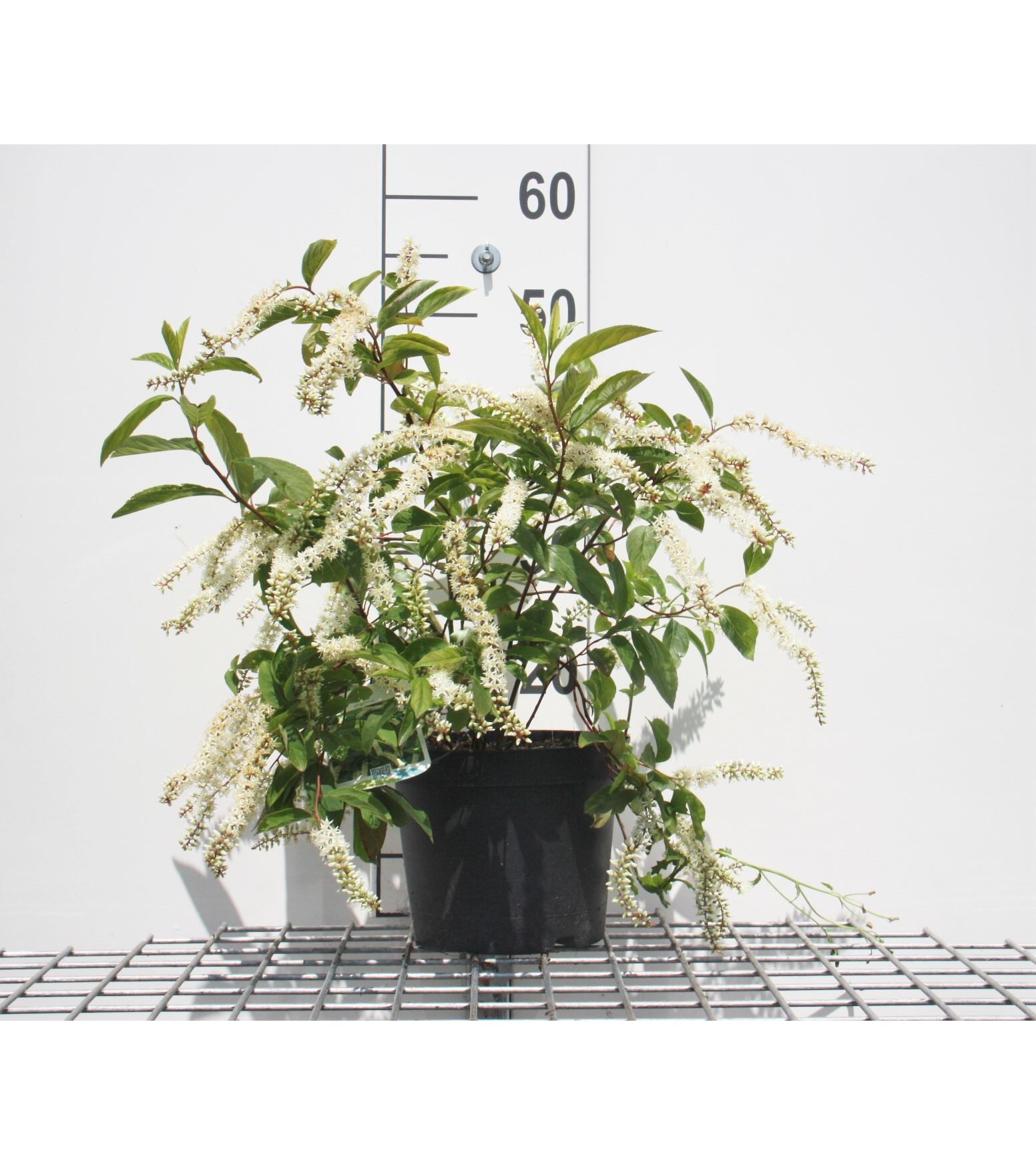 Itea virginica 'Henry's Garnet' - pot - 30-40 cm