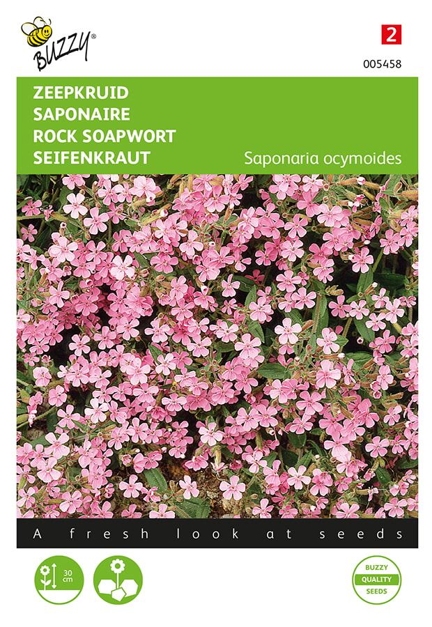 Buzzy-Saponaria-Zeepkruid