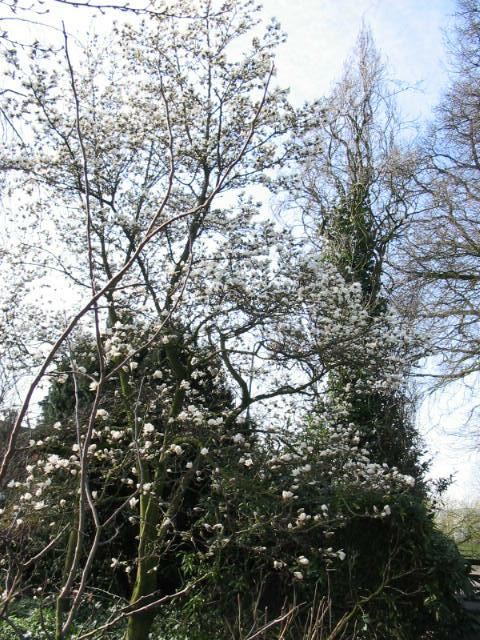 Plantenfiche-Magnolia-x-loebneri-Merrill-