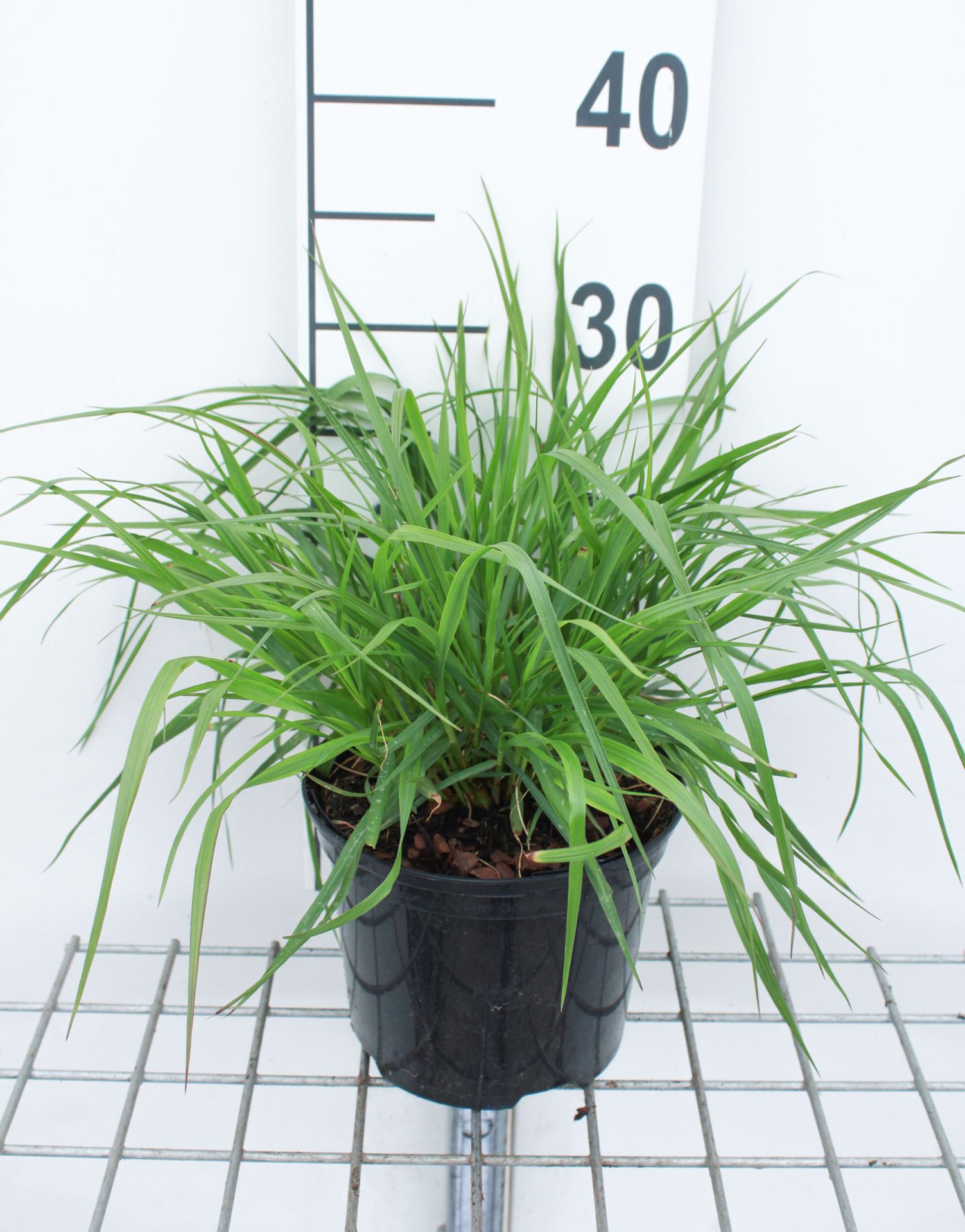 Pennisetum alopecuroides 'Moudry' - pot 3L