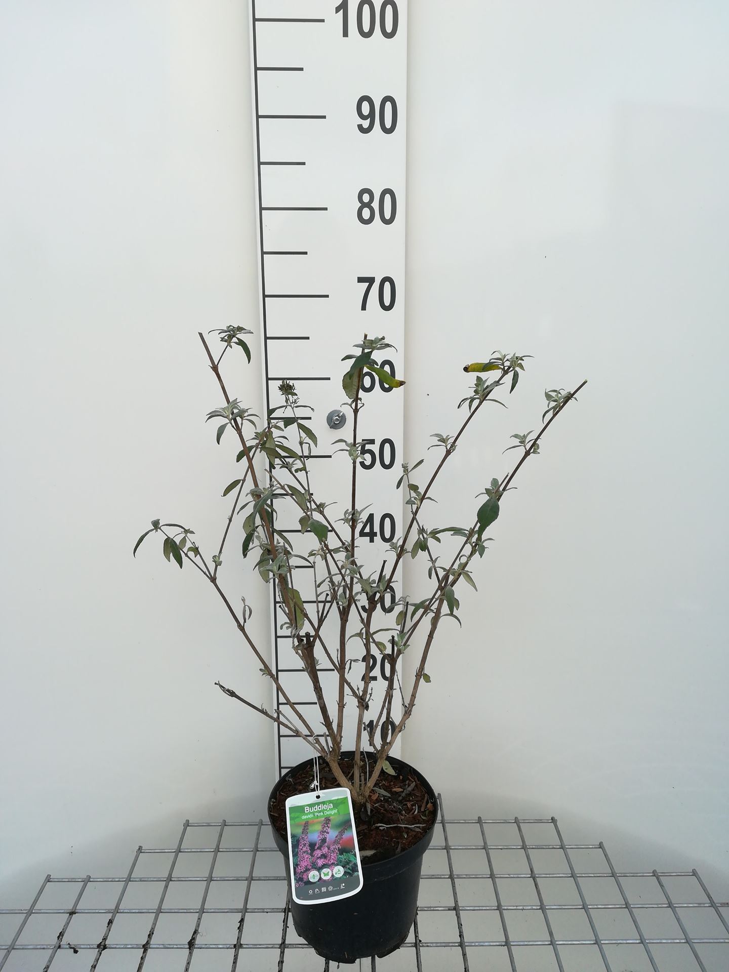 Buddleja davidii 'Pink Delight' - pot - 40-60 cm