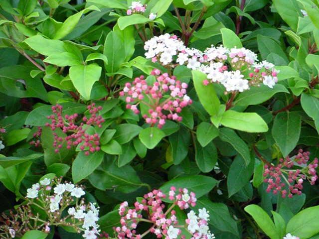 Plantenfiche-Viburnum-tinus-Gwenllian-