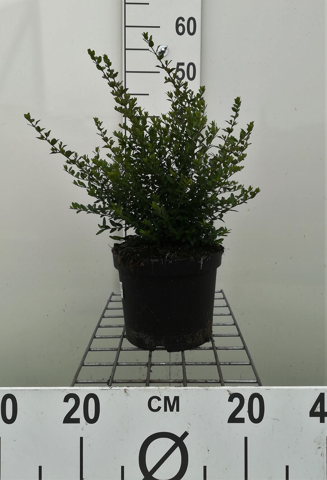 Lonicera nitida 'Elegant' - pot 3L - 40-50 cm