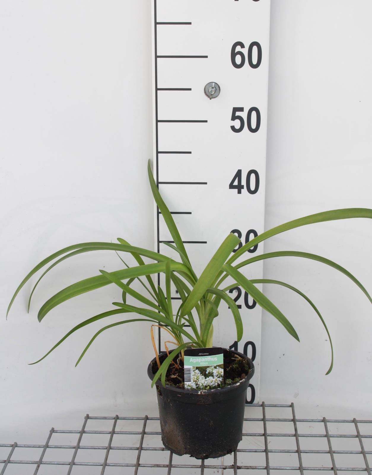 Agapanthus africanus 'Albus' - pot 2L
