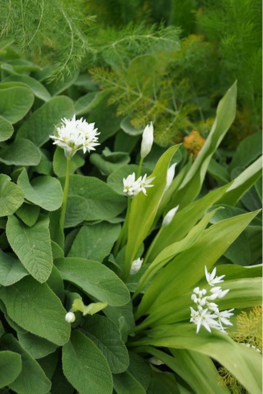 Plantenfiche-Allium-ursinum-Daslook-