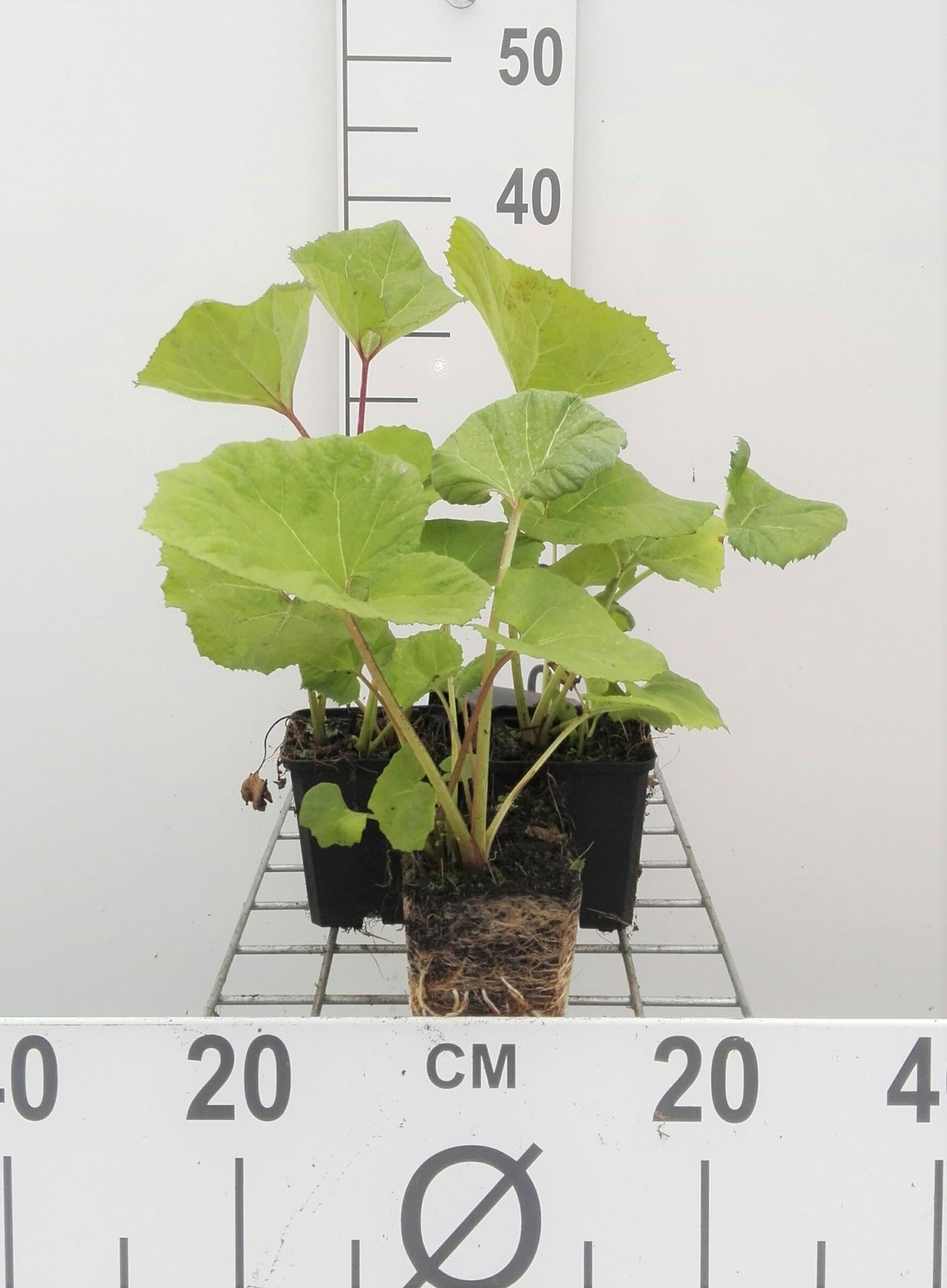 Petasites hybridus - pot 9x9 cm