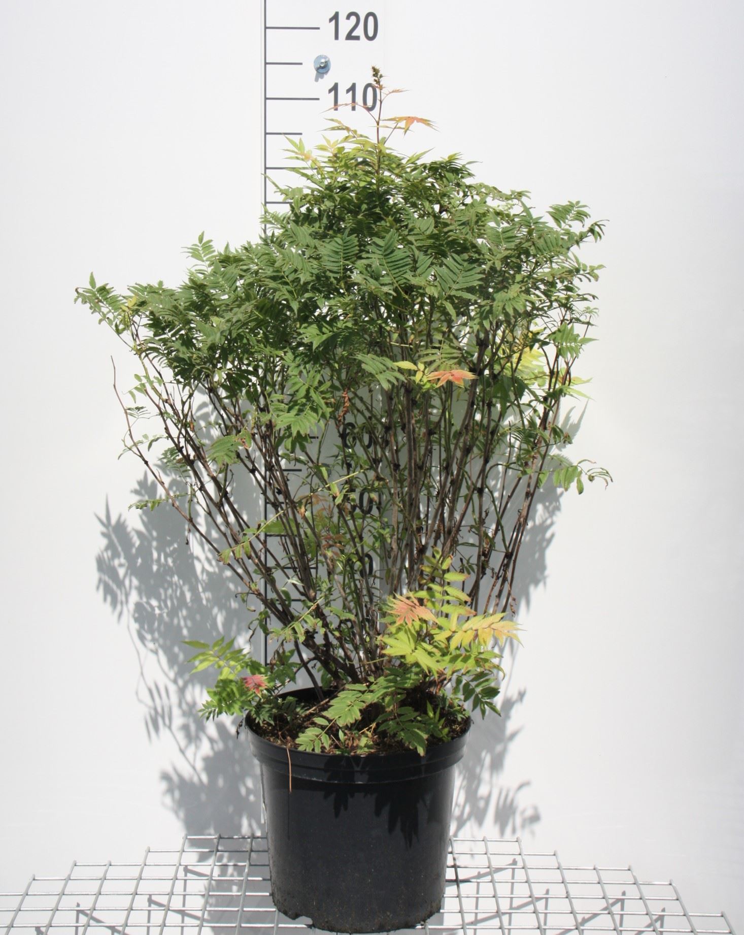 Sorbaria sorbifolia 'Sem' - pot 12L - 60-80 cm