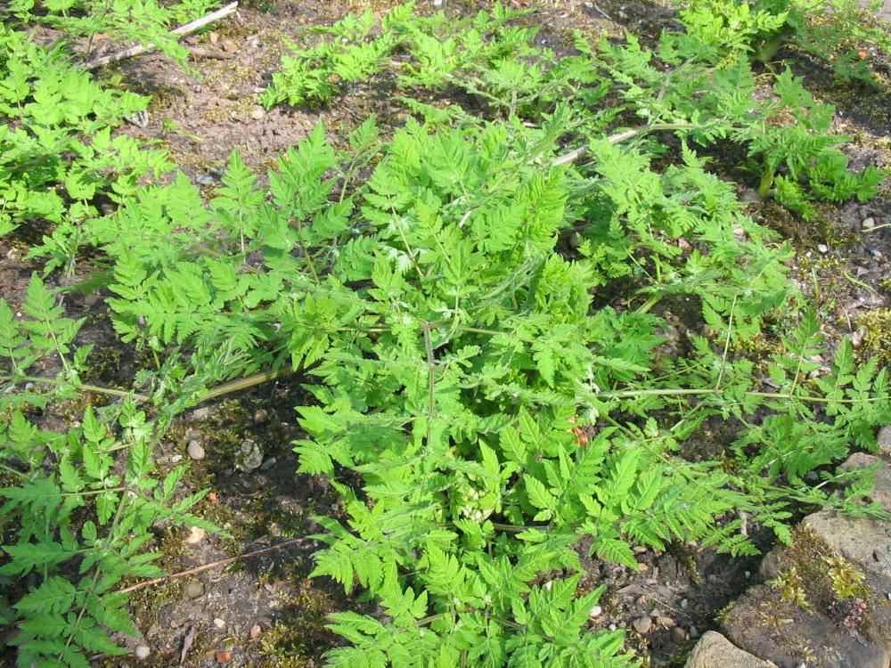 Plantenfiche-Myrrhis-odorata
