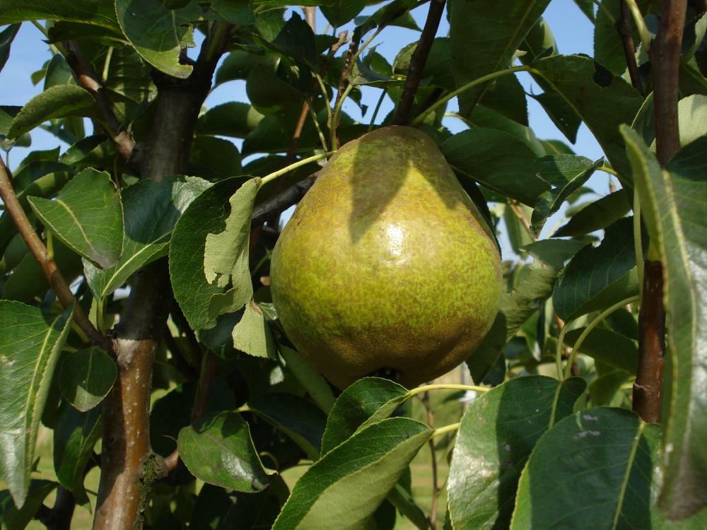 Plantenfiche-Pyrus-communis-Williams-