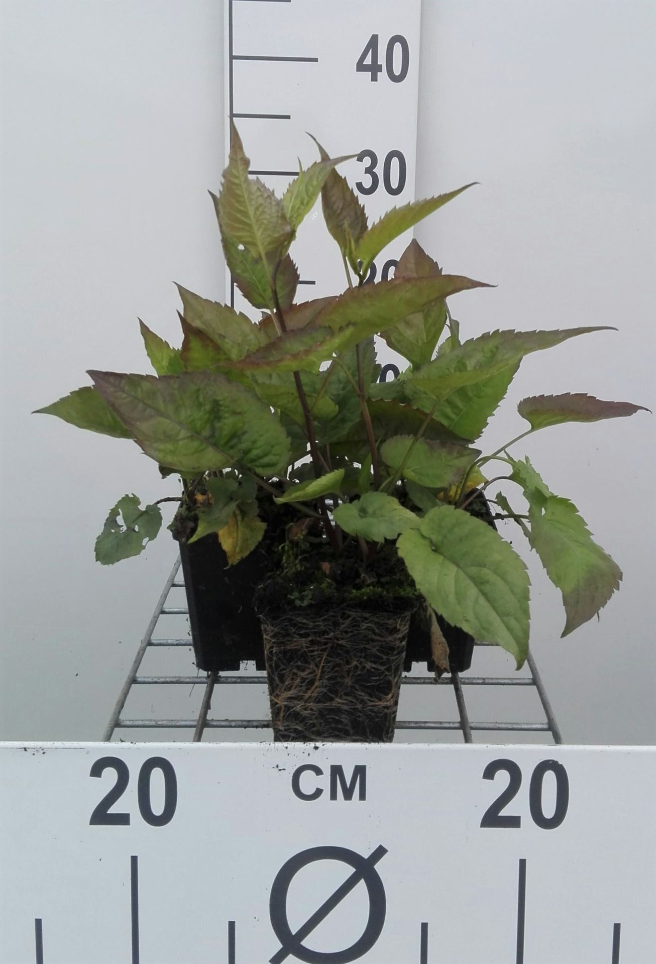 Aster divaricatus - pot 9x9 cm