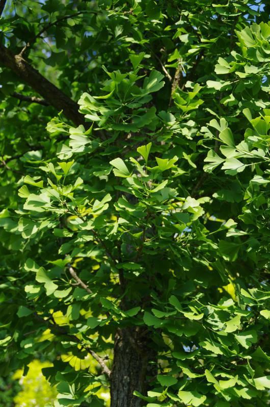 Plantenfiche-Ginkgo-biloba