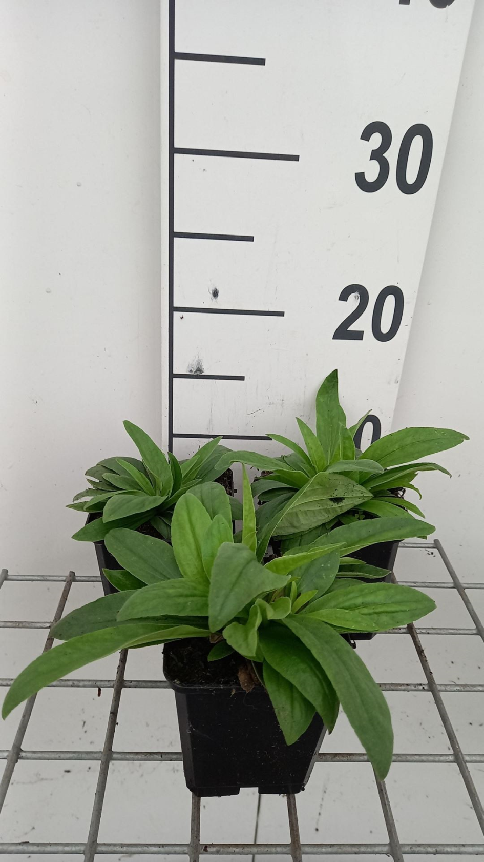 Arnica montana - pot 9x9 cm