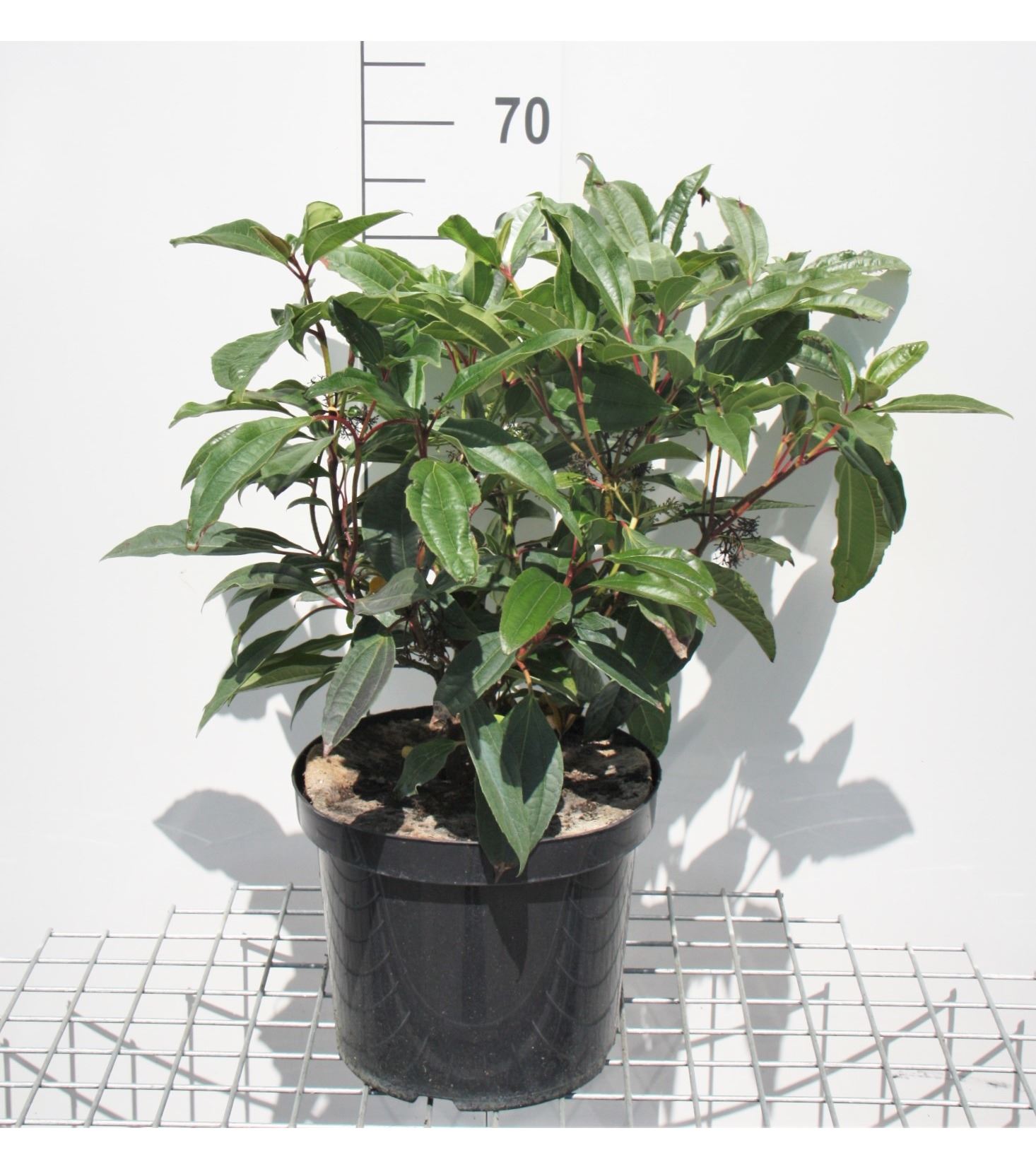 Viburnum davidii - pot 15L - 50-60 cm