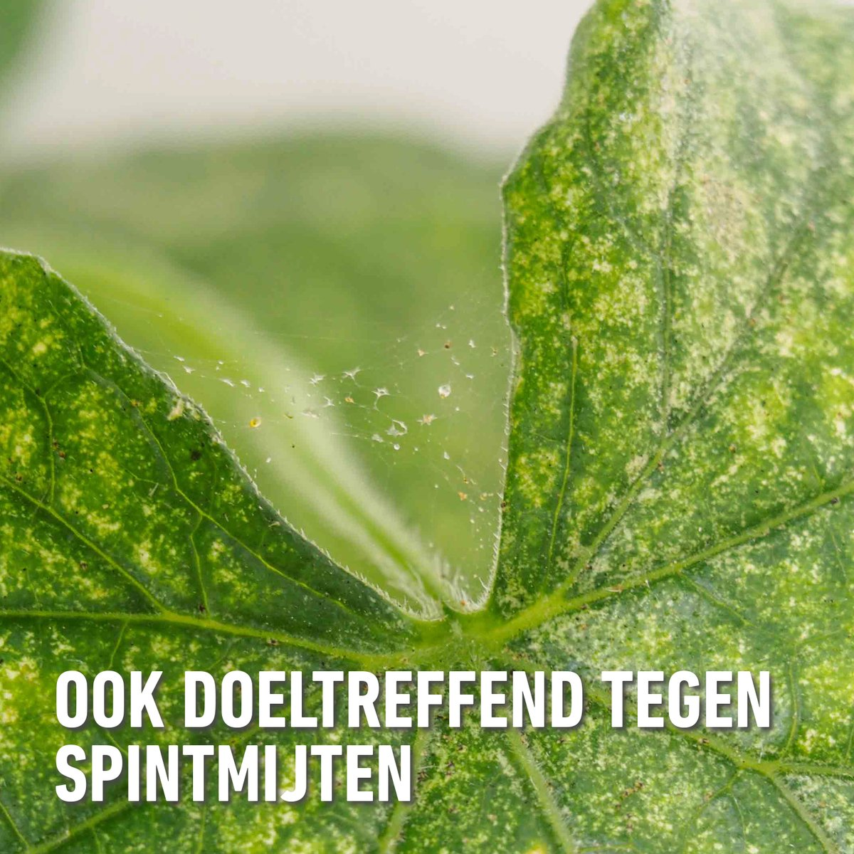 Compo Fazilo Spray 750ml