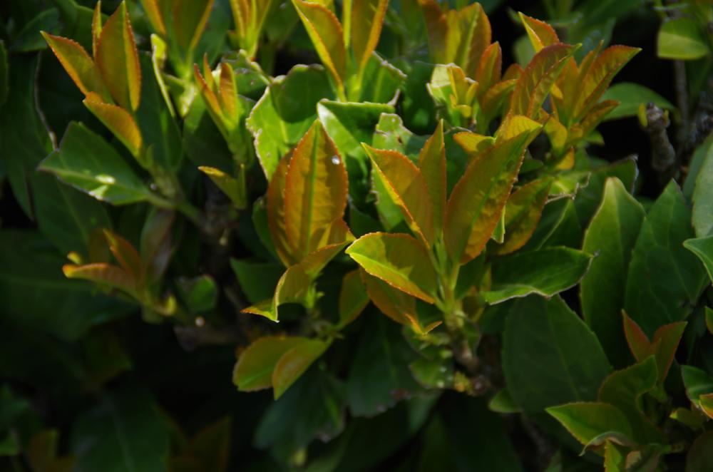 Plantenfiche-Prunus-laurocerasus-Anbri-Etna-