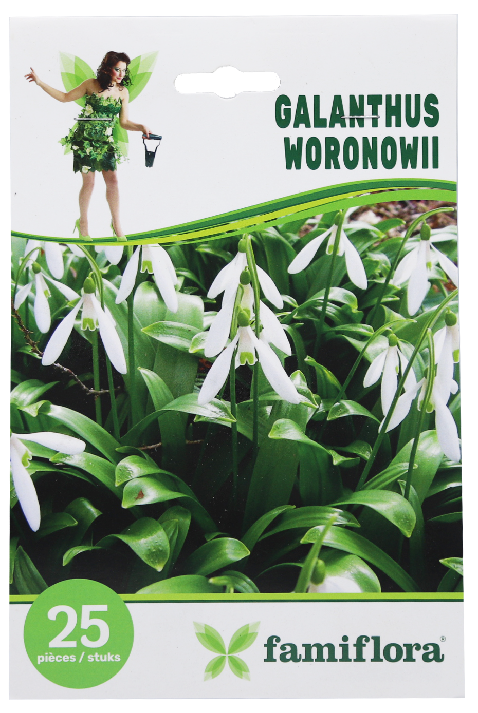 Famiflora Galanthus Woronowii - 25 bulbs - Spring flowering bulbs