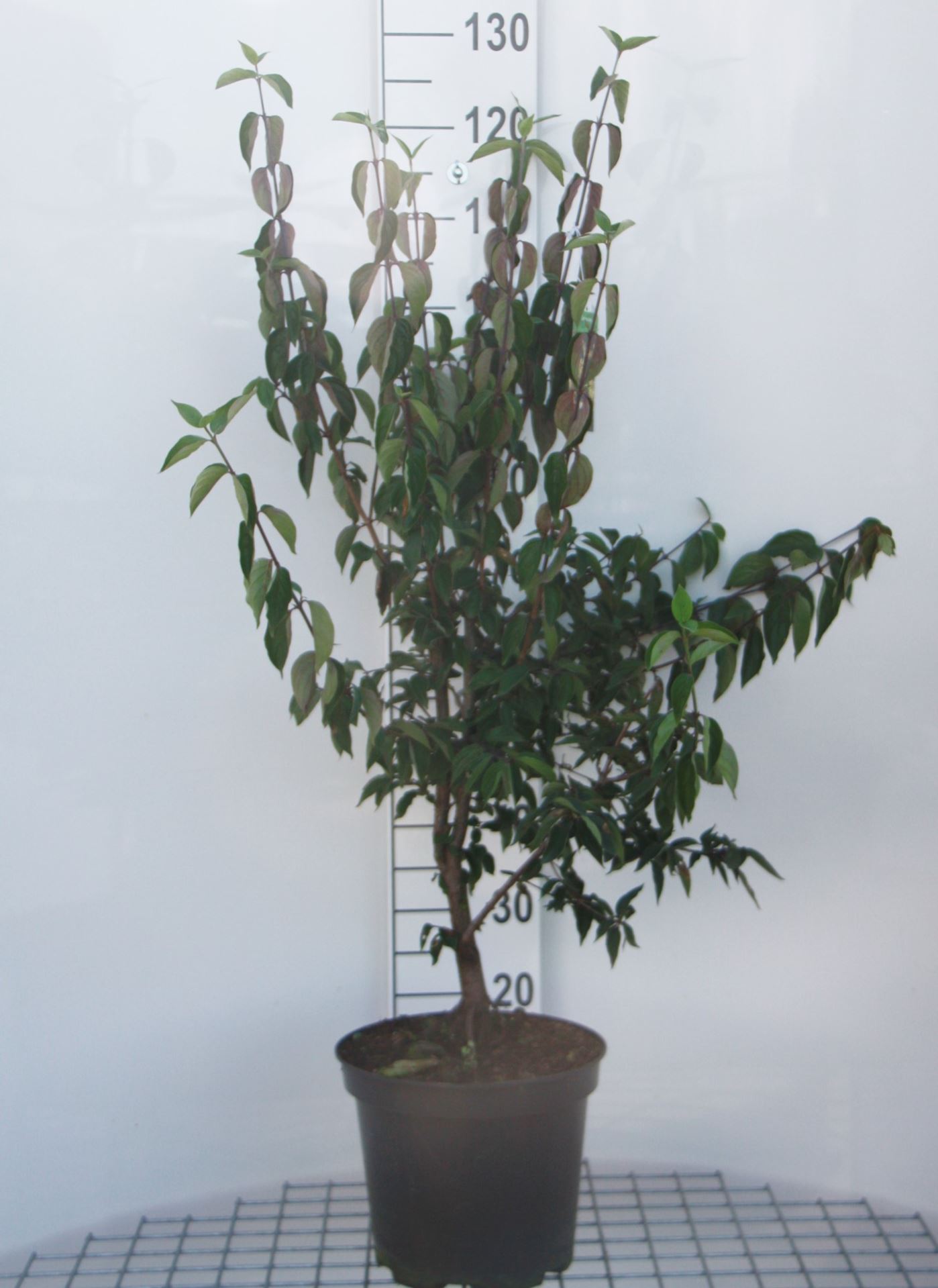 Cornus mas - pot 10L - 60-80 cm