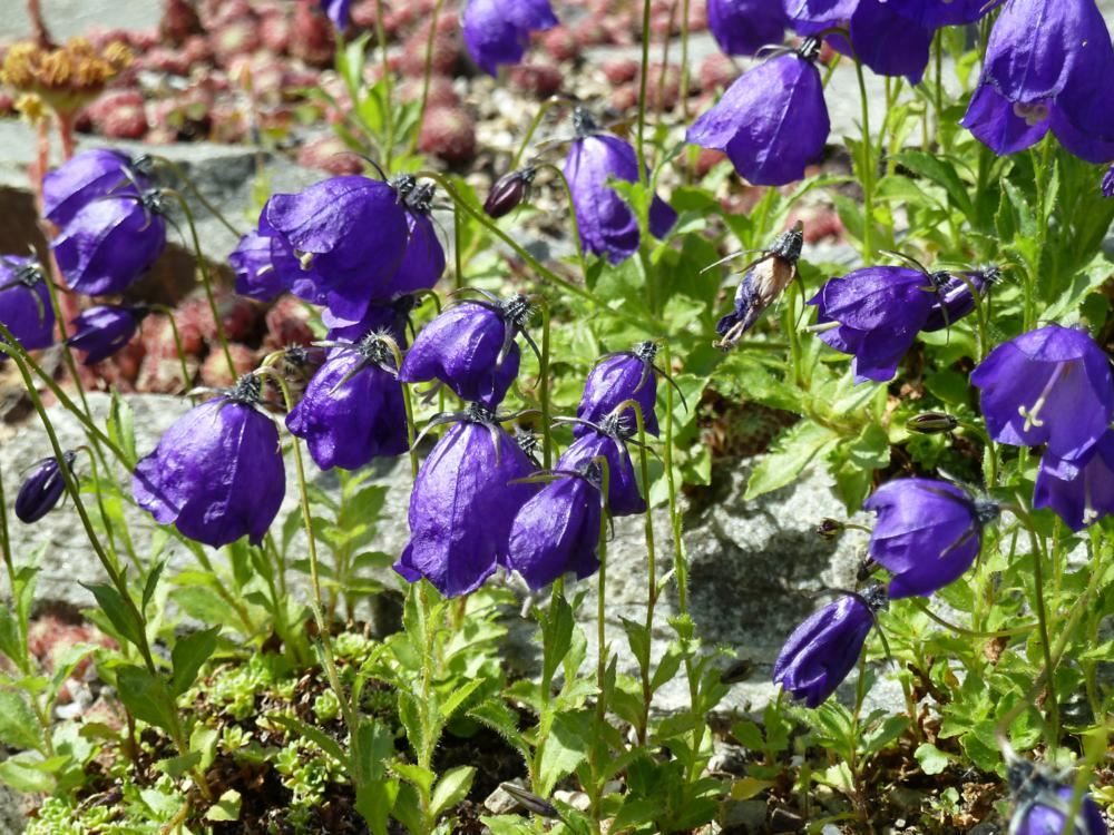 Plantenfiche-Campanula-x-pulloides-G-F-Wilson-