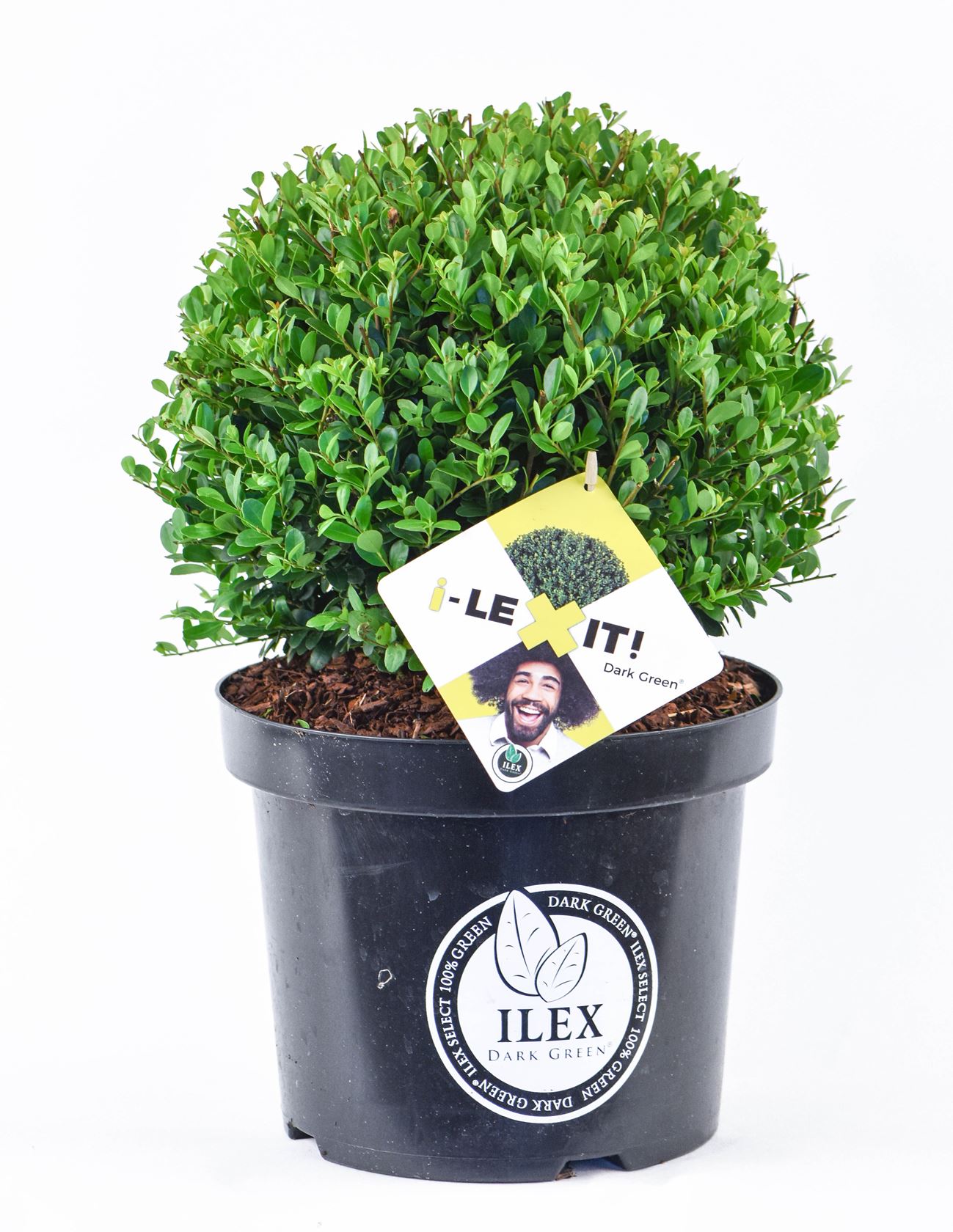 Ilex crenata 'Icoprins11' (Dark Green) - pot 7,5L - spherical shape - ø30+ cm