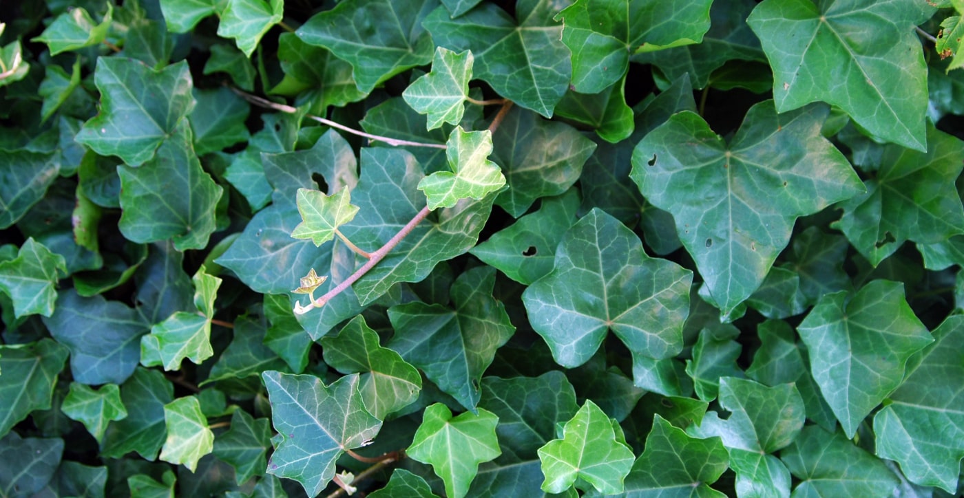 close-up green ivy leaves
