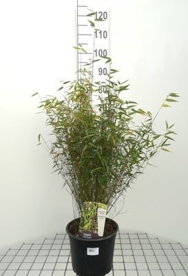 Fargesia 'Jiuzhaigou 1' - pot 2L - 30-40 cm