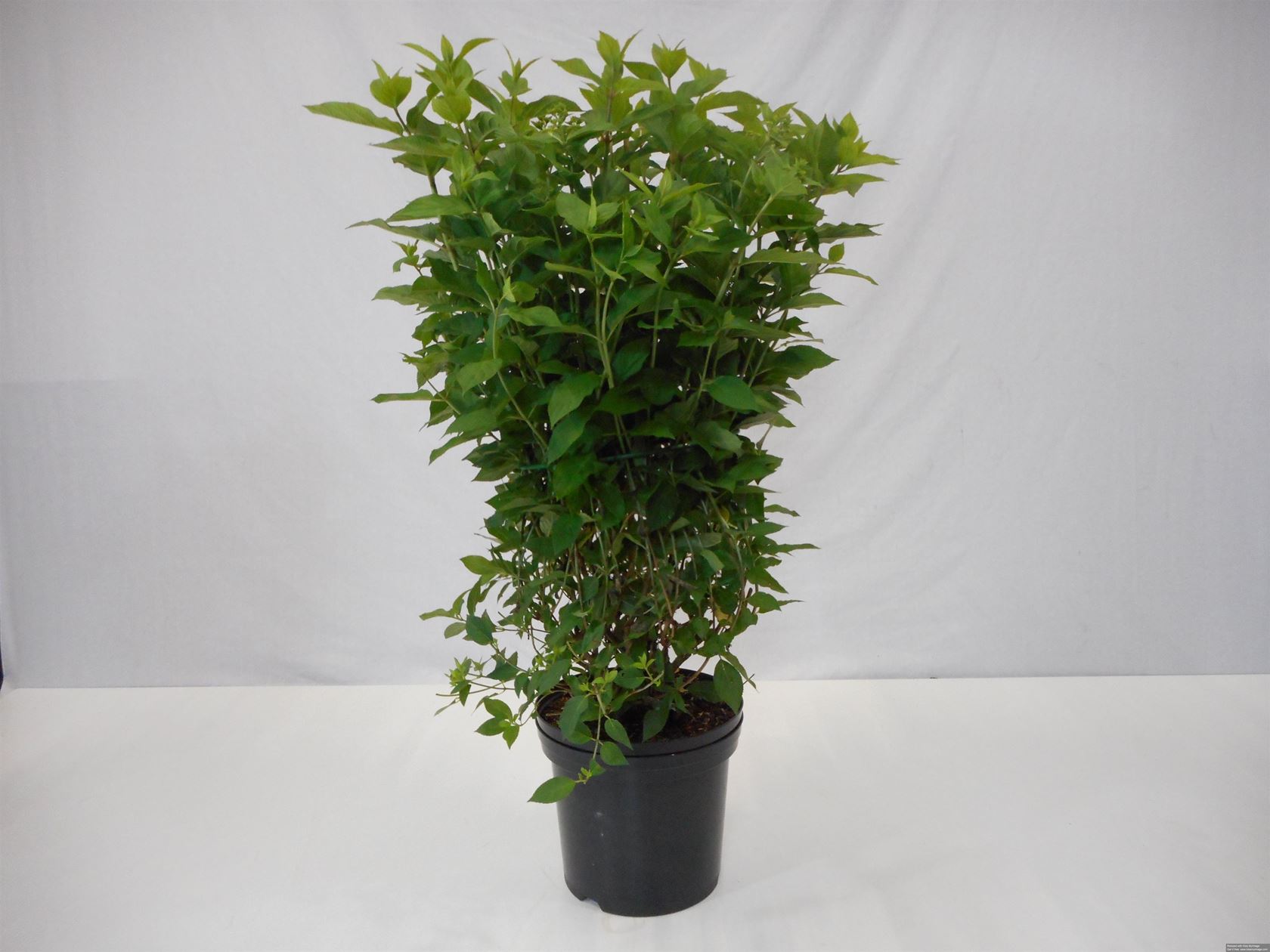 Hydrangea paniculata 'Limelight' - pot 12L - 100-125 cm