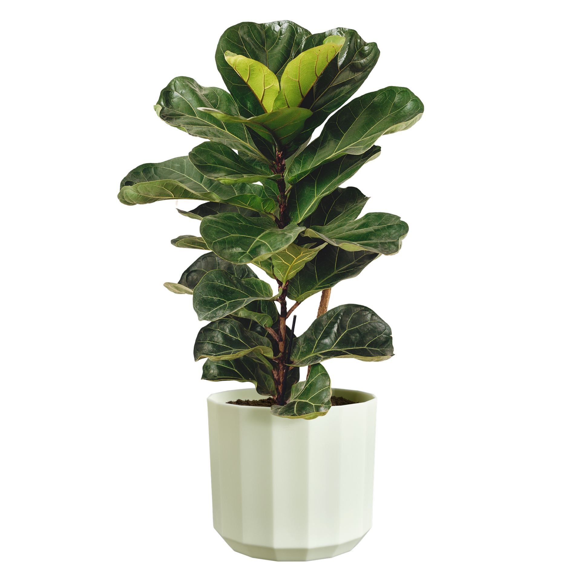 Elho-facet-rond-26cm-thee-groen-Bloempot-voor-Binnen-100-Gerecycled-Plastic-26x-H23cm