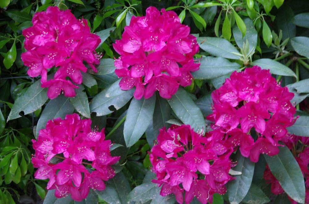 Plantenfiche-Rhododendron-Nova-Zembla-