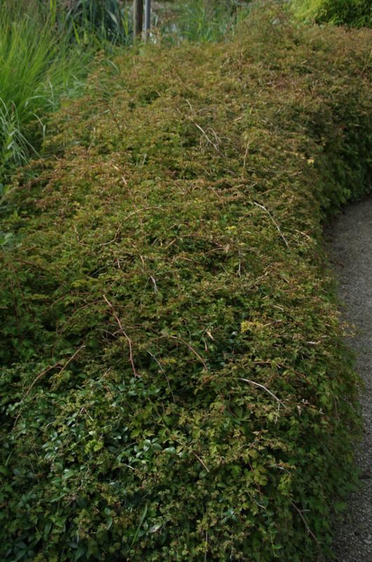 Plantenfiche-Stephanandra-incisa-Crispa-