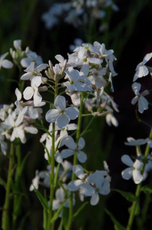 Plantenfiche-Hesperis-matronalis-Alba-