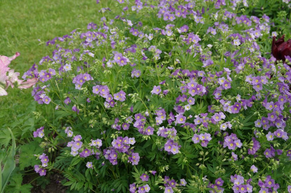 Plantenfiche-Polemonium-caeruleum-Lambrook-Mauve-