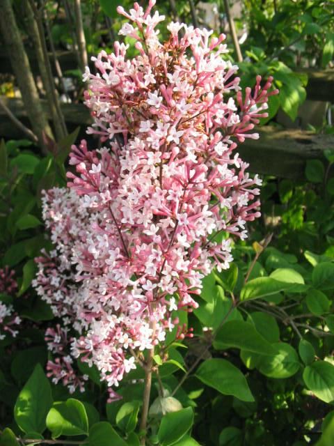 Plantenfiche-Syringa-microphylla-Superba-