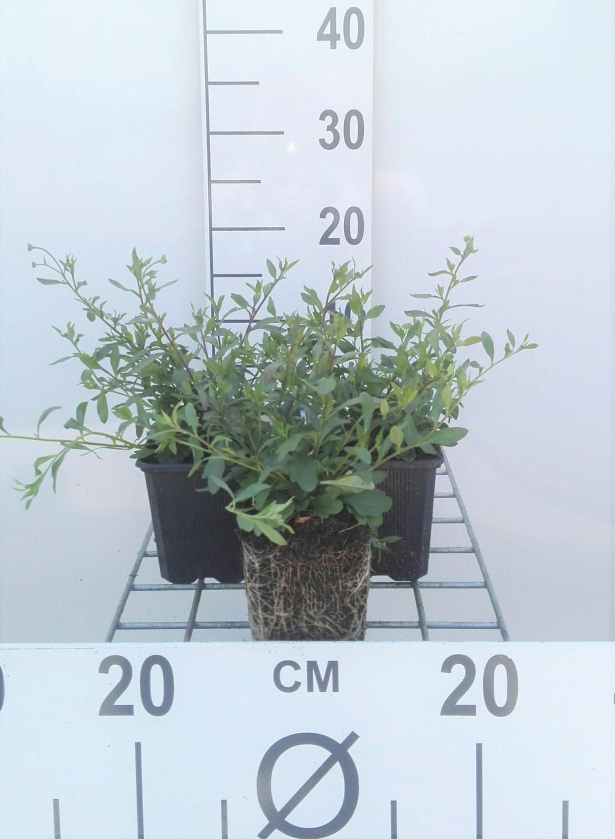 Erigeron karvinskianus - Wall fine ray - pot 9x9 cm