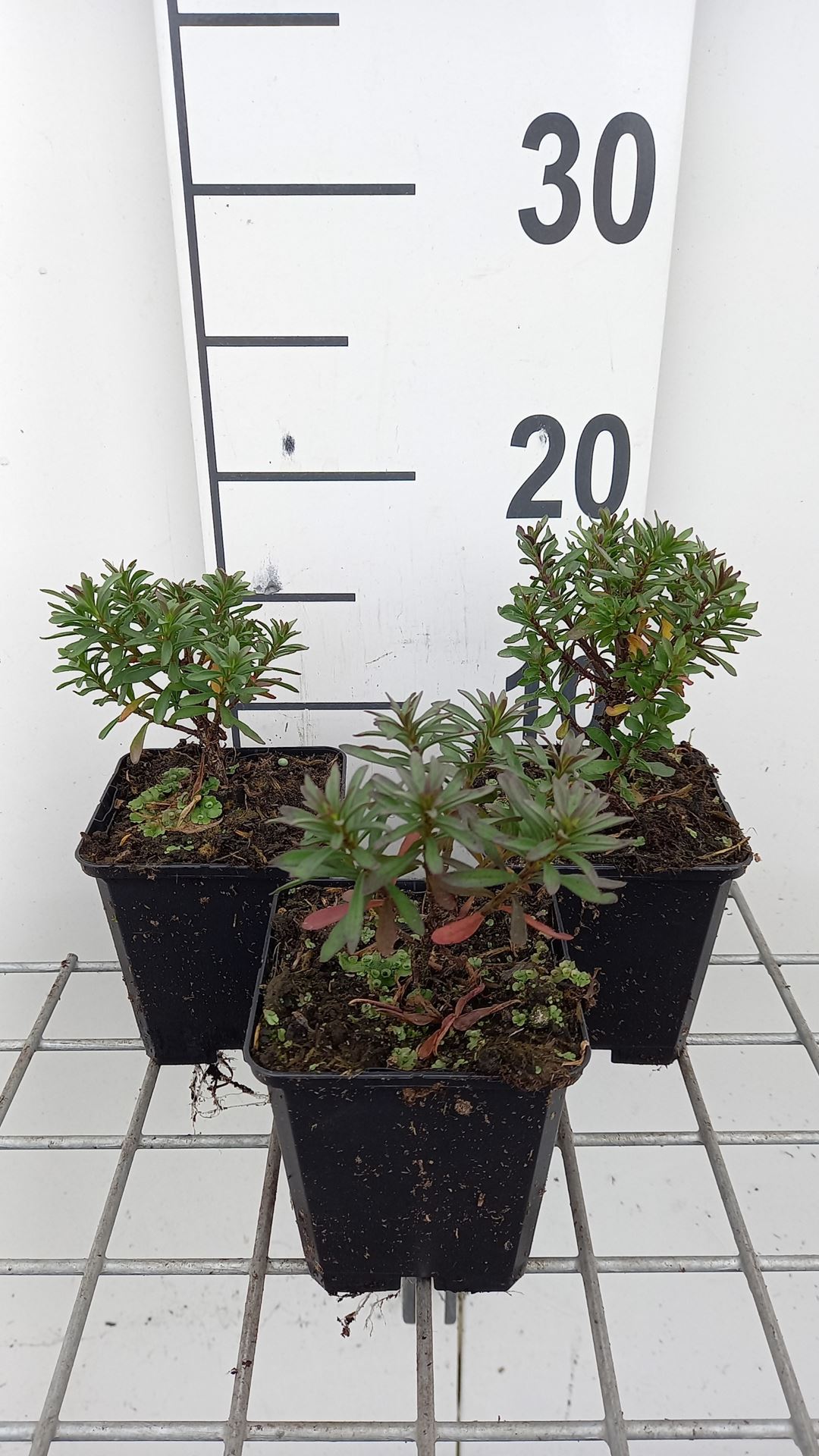 Iberis sempervirens 'Absolutely Amethyst' - pot 9x9 cm