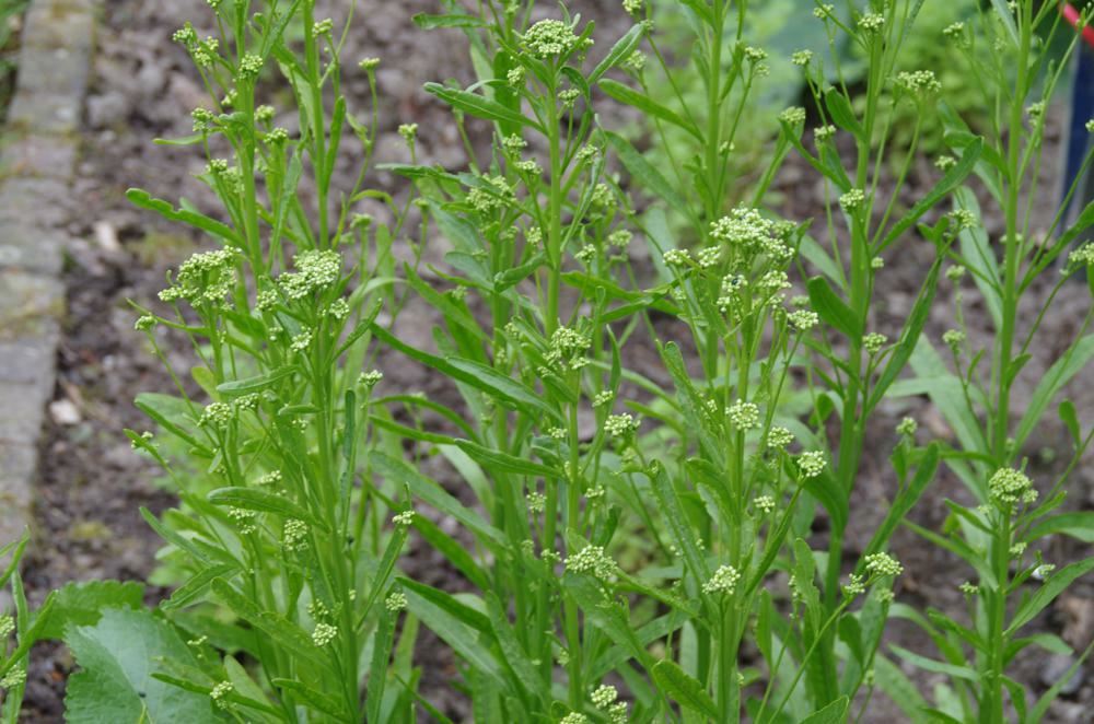 Plantenfiche-Armoracia-rusticana-Mierikswortel-