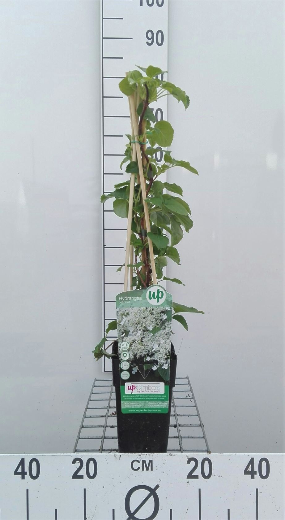 Hydrangea anomala subsp. petiolaris - pot - 30-40 cm
