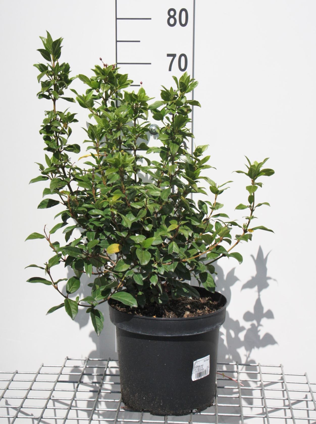 Viburnum tinus - pot - 50-60 cm