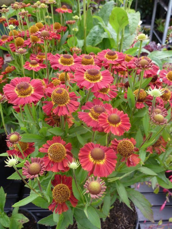 Plantenfiche-Helenium-Siesta-