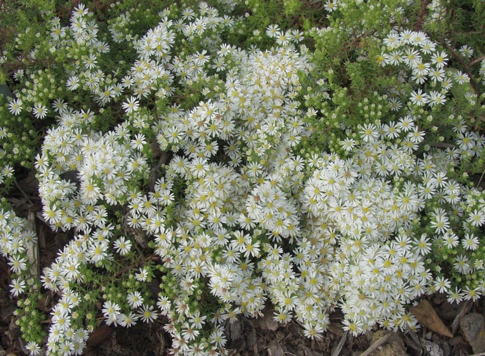 Plantenfiche-Aster-ericoides-Snowflurry-